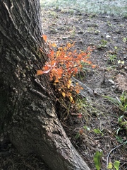 Acer palmatum