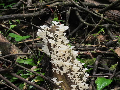 Favolus brasiliensis