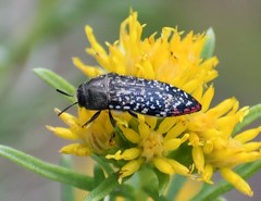 Acmaeodera haemorrhoa