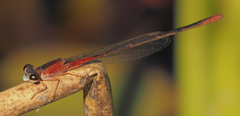Ceriagrion katamborae