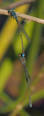 Pseudagrion coeleste