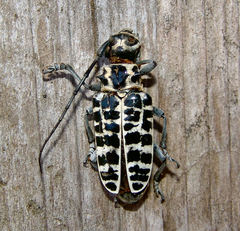 Plectrodera scalator