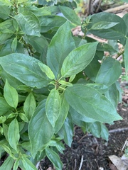 Rhamnus alnifolia