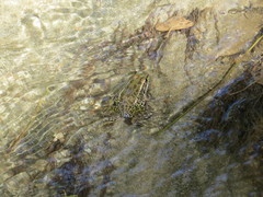 Lithobates yavapaiensis