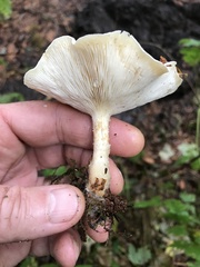 Clitocybe dilatata