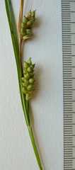 Carex conoidea