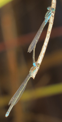 Pseudagrion coeleste