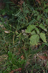 Achillea millefolium