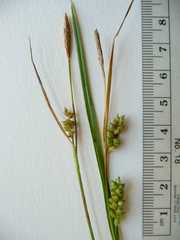 Carex conoidea