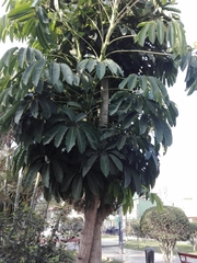 Heptapleurum actinophyllum