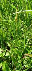 Carex conoidea