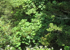 Aristolochia macrophylla