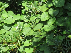 Aristolochia macrophylla