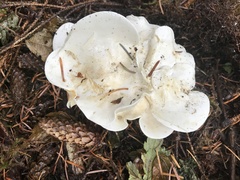 Clitocybe dilatata
