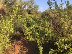 Anisacanthus thurberi
