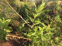 Anisacanthus thurberi