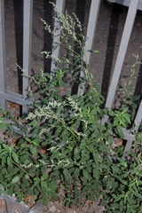 Chenopodium album