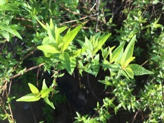 Anisacanthus thurberi
