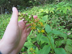 Solidago glomerata