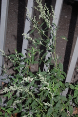 Chenopodium album