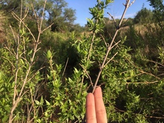 Anisacanthus thurberi