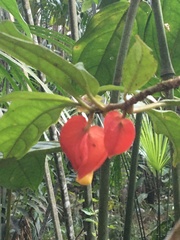 Drymonia semicordata