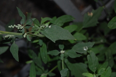 Chenopodium album