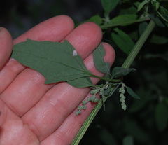Chenopodium album