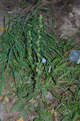 Cichorium intybus
