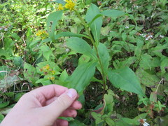 Solidago glomerata