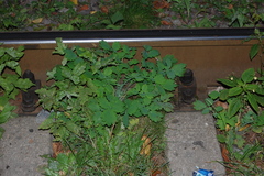 Chelidonium majus