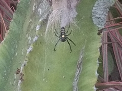 Nephilingis cruentata