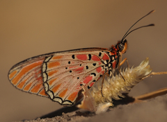 Acraea aglaonice