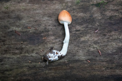 Lepiota rubrotincta