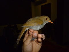 Catharus aurantiirostris