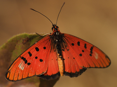 Acraea aglaonice
