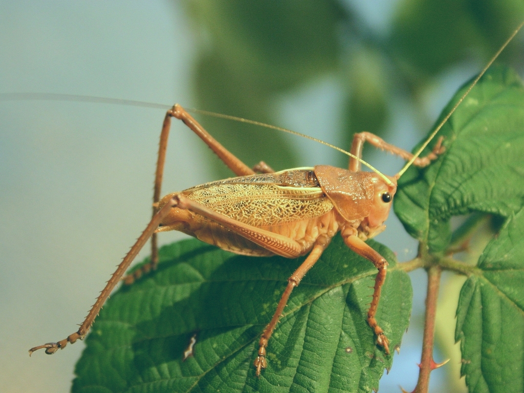 Calliphona koenigi