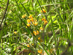 Pultenaea gunnii