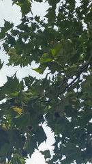 Platanus × hispanica