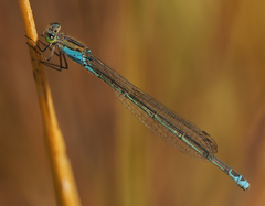Pseudagrion coeleste