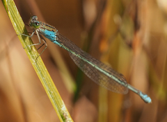 Pseudagrion coeleste