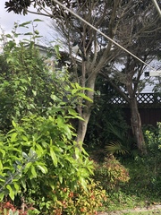 Hemiphaga novaeseelandiae