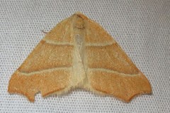 Destutia excelsa