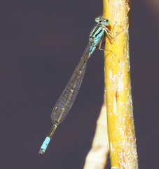 Pseudagrion coeleste