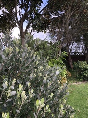 Hemiphaga novaeseelandiae