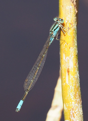 Pseudagrion coeleste