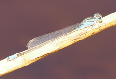 Pseudagrion coeleste