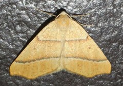 Destutia excelsa