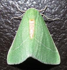 Chlorosea roseitacta