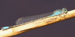 Pseudagrion coeleste
